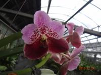 (A87)V.Thaveesuksa X Pimchai "M"