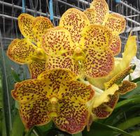(A90)V.Nopporn Golden Dream #9 "M" X Pathom Gold