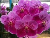 (A93)V.Totone Pink #36'M'