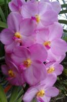 (B27)Ascda.Prirver X Peggy Foo