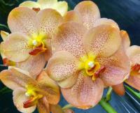 (A95)V.Yellow Butterfly #71 'M'