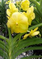 (A97)V.Golden Dream X Ranu Gold #10 "M"