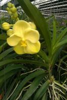 (A98)V.Nopporn Gold#5 X Nopporn Dream