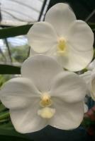 (A99)V.Nopporn White #7 