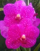 (A101)V.Supsan Pink #36 