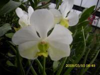 (F3)白花黃心鐵釘蘭