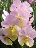 (A104)V.Yellow Butterfly #95 