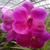 (A105)V.Pat.Delight Red