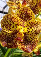 (A106)V.Baruch Leopard#26"M"