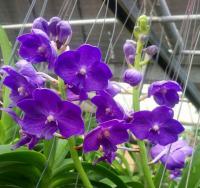 (B29)Ascda.Sasicha Blue